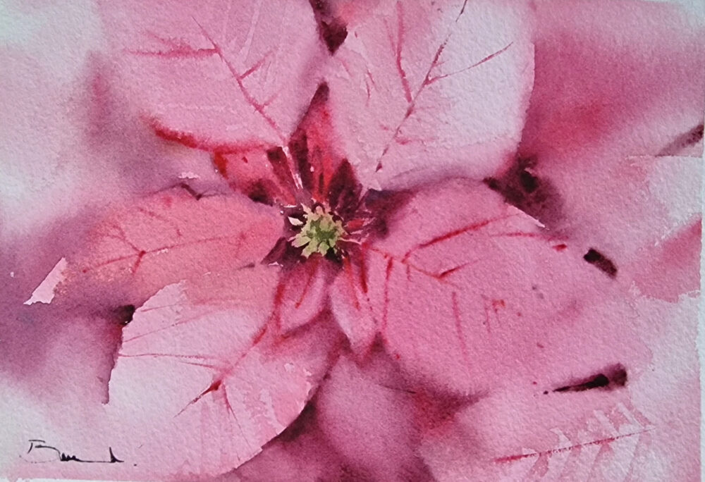 Acuarela: Flor de Pascua - Imagen 2