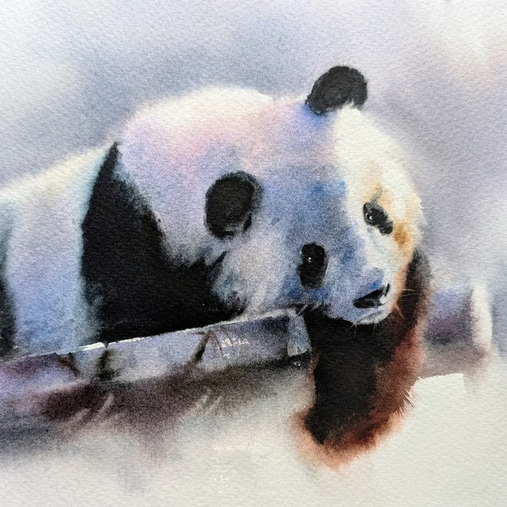acuarela-oso-panda